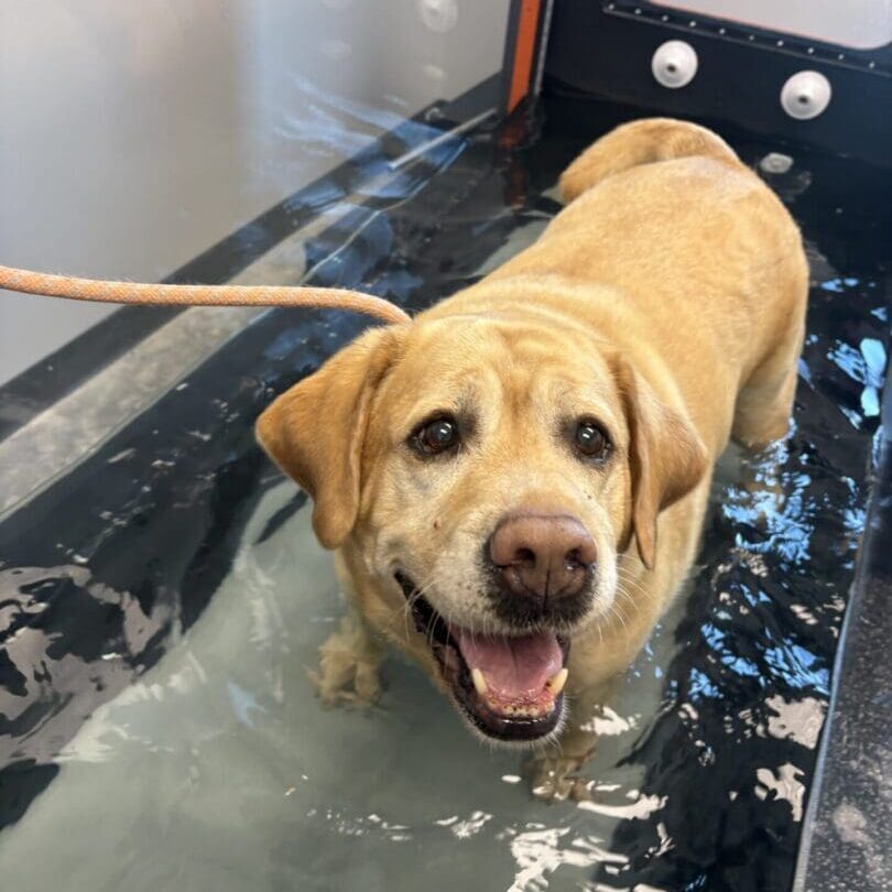 Dog enjoying rehab services